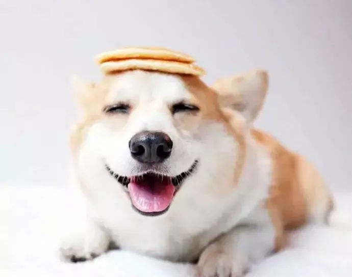 狗子的笑是这世界上最能温暖人心的东西了