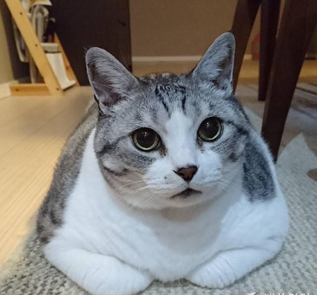 圆滚滚的胖猫gin, 可爱的模样让人好想揉