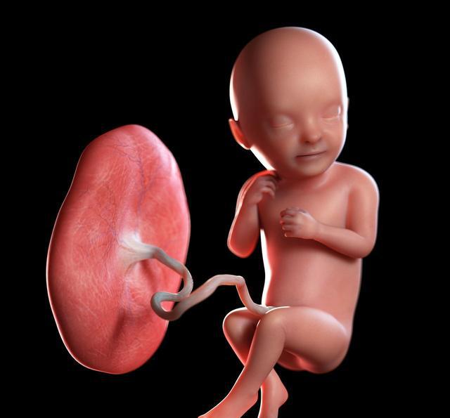 胎盘你敢吃吗?吃胎盘到底有没有科学依据,对身体是好是坏?