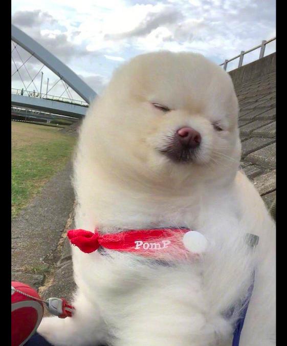 主人带博美去散步它的毛发被大风吹得竖起来了表情好享受呀