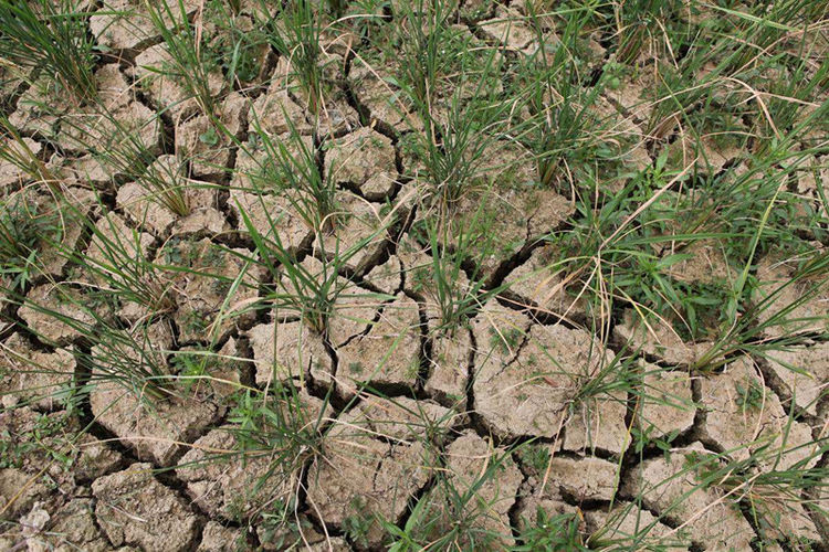 村庄干旱庄稼枯萎,张老头救起河边神秘人,一夜过后大雨倾盆