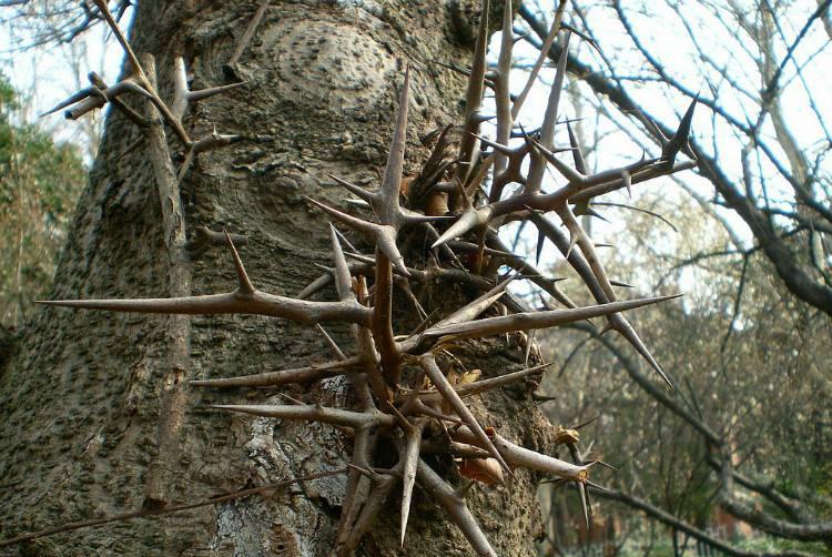 它被称为长命树全身长满刺人见人怕然而药用价值高