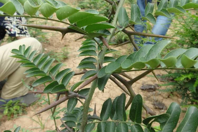 它被称为长命树全身长满刺人见人怕然而药用价值高