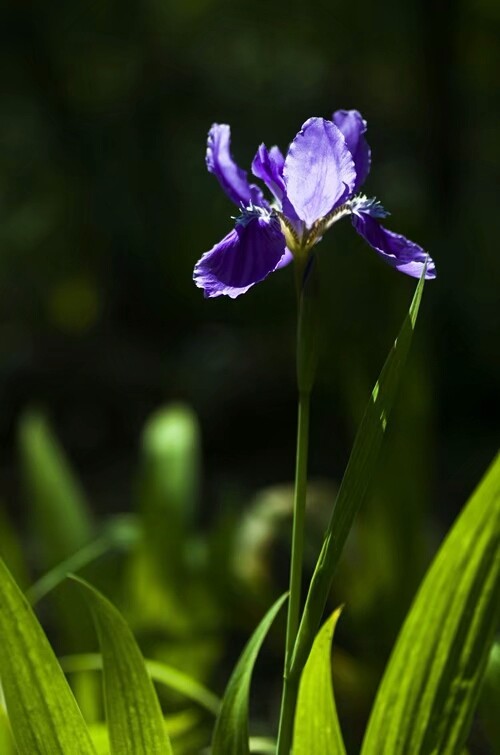梵高的鸢尾花忧伤而孤独,西安城运公园的鸢尾你会赋予怎样的表现