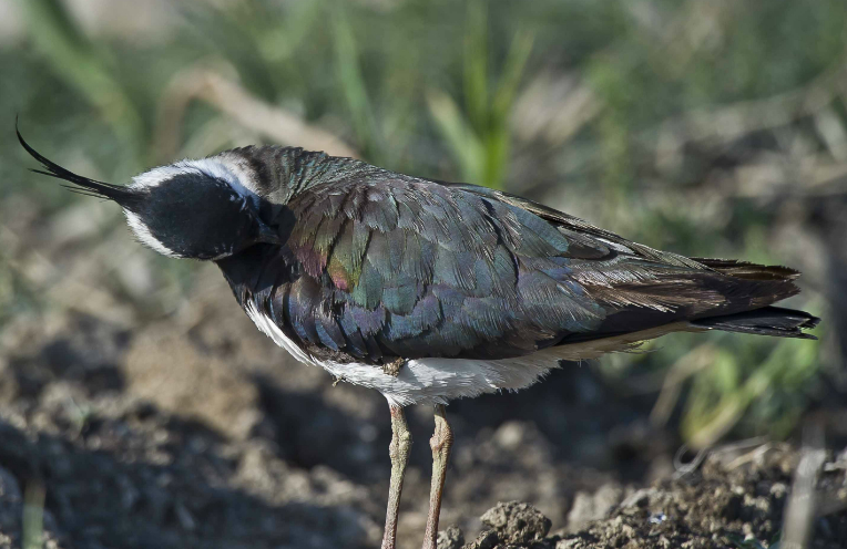 凤头麦鸡,头顶有着细长黑色冠羽的动物