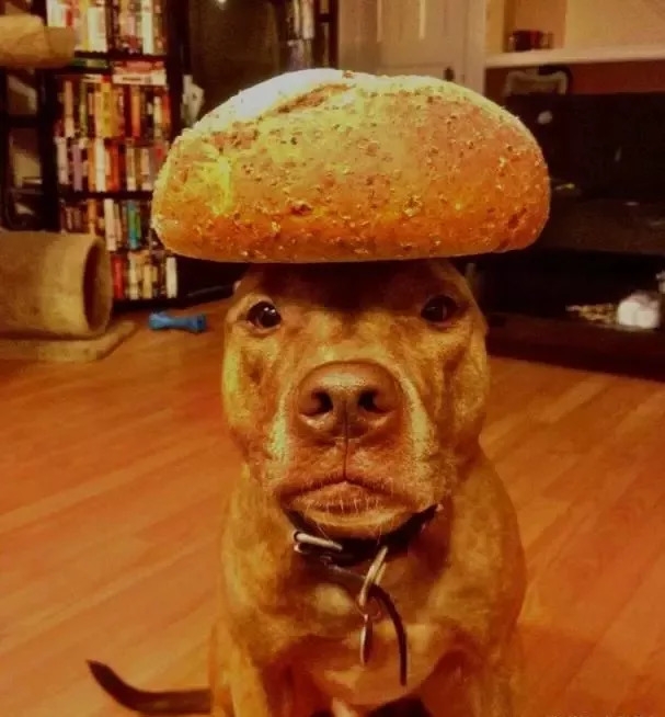 狗头有个面包的图片图片