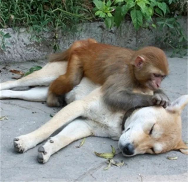 狗子竟背着我交了这么多狐朋狗友,最不可忍的是最后那位!