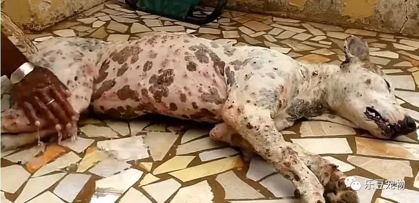 数百只虫子钻到流浪狗肉里四人接力八小时才取完伤痕累累