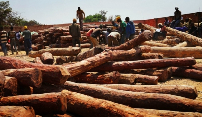 在中国工厂上班的非洲伐木工,每天工资5美元,还能分到房子_新浪看点