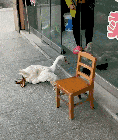 被绑双腿的大鹅挑战泰迪,战果让网友感叹:不愧是村中三霸之首!