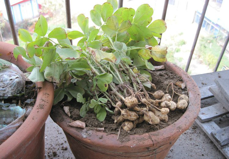 阳台上种一盆花生,好看又好吃,邻居纷纷效仿,都说太棒|花生|阳台|盆栽