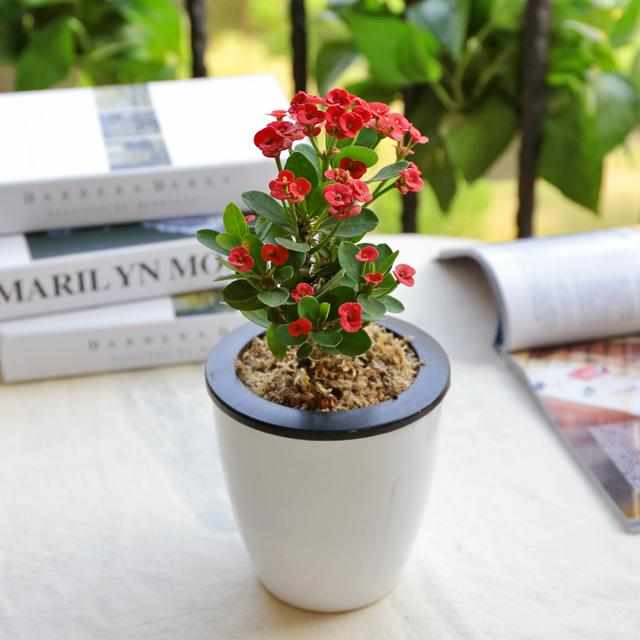 4款畅销家庭盆栽花卉适合懒人让家里绿起来