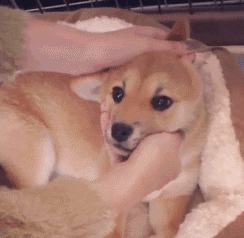 该配合你演出的我尽力在表演,即使被捏,也要摆出萌萌哒表情~你捏吧!