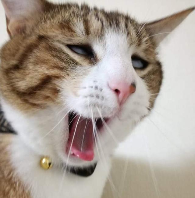 看到第四张笑出人鱼纹