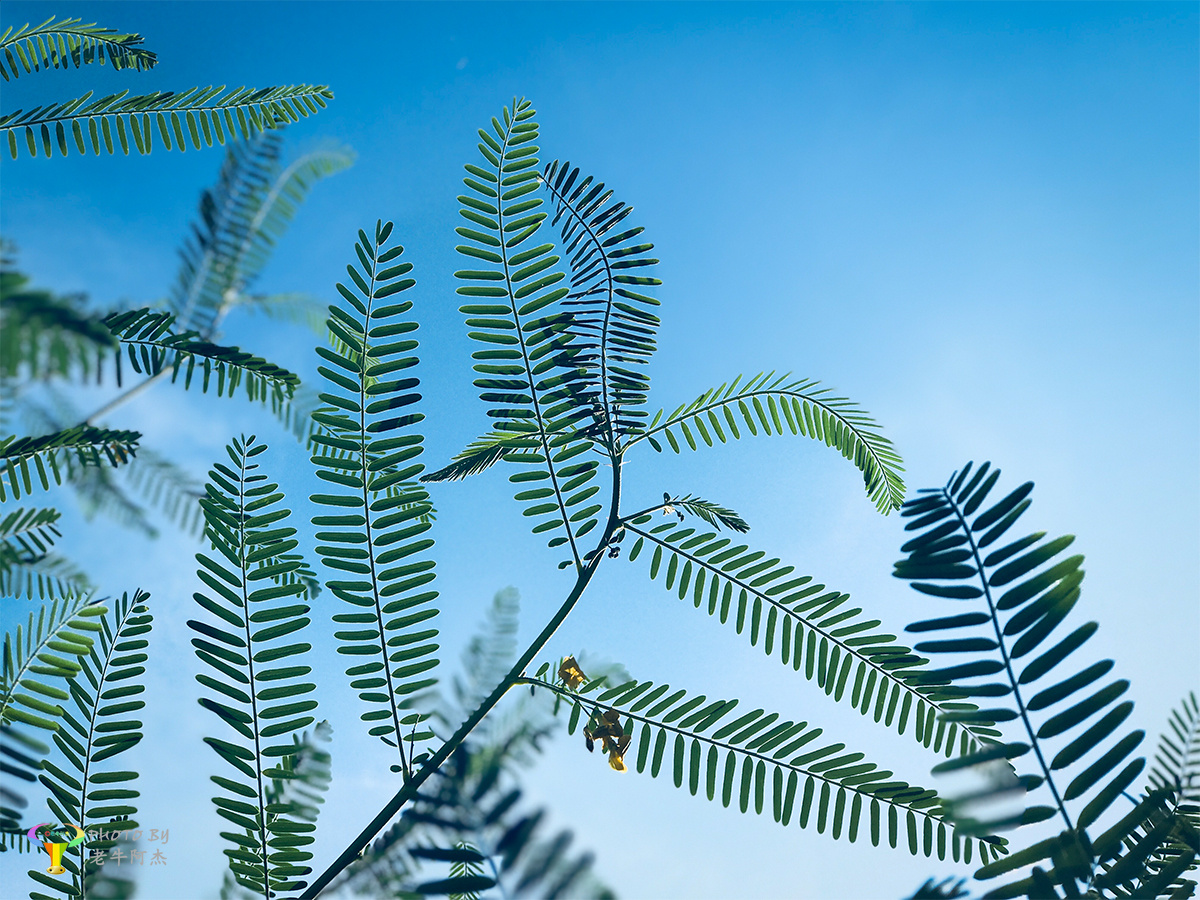 水皂角一组拍摄于封开城区贺江边