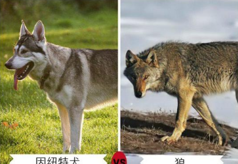 9种长的最像狼的犬,第4种因太像狼甚至被多个国家禁养|狼|因纽特|哈士奇_新浪新闻