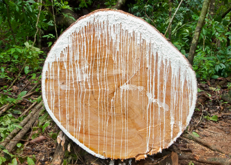 且看轻木是如何让自己变成有用之才的