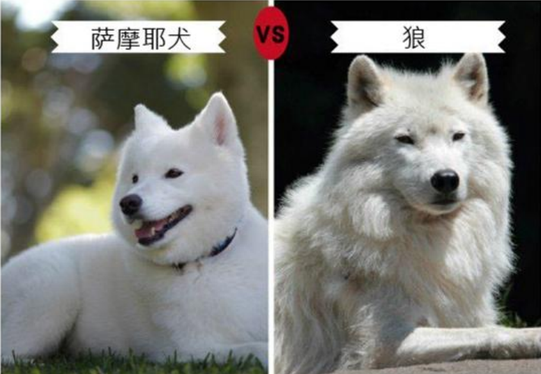 9种长的最像狼的犬,第4种因太像狼甚至被多个国家禁养|狼|因纽特