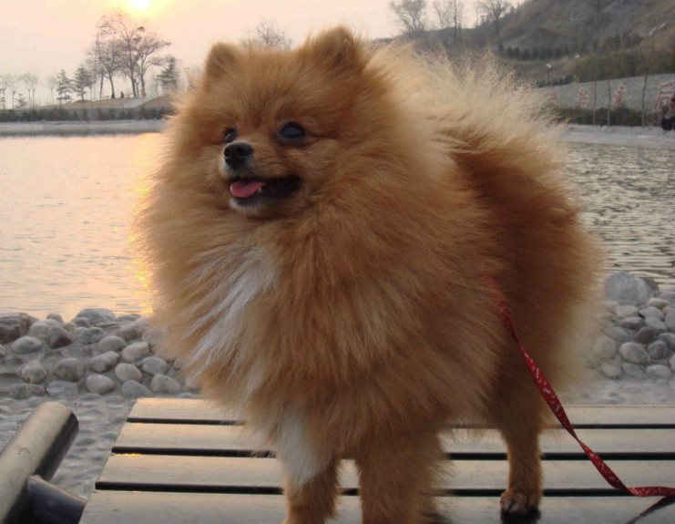 的玩赏犬,学名哈多利系博美犬(俗称英系博美犬),是德国狐狸犬的一种