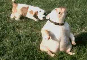 今日份的沙雕狗子 ,请签收