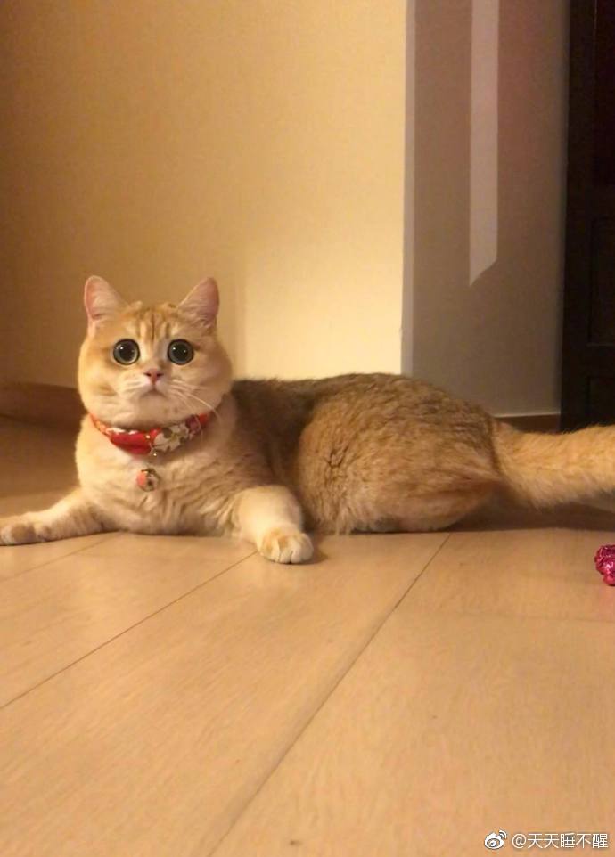 这个圆圆的大眼睛,超可爱了!