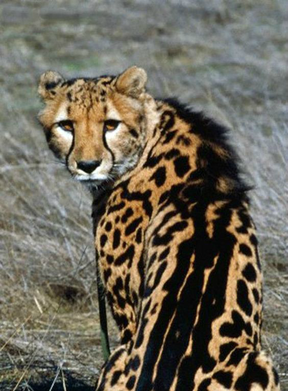 动物世界王猎豹