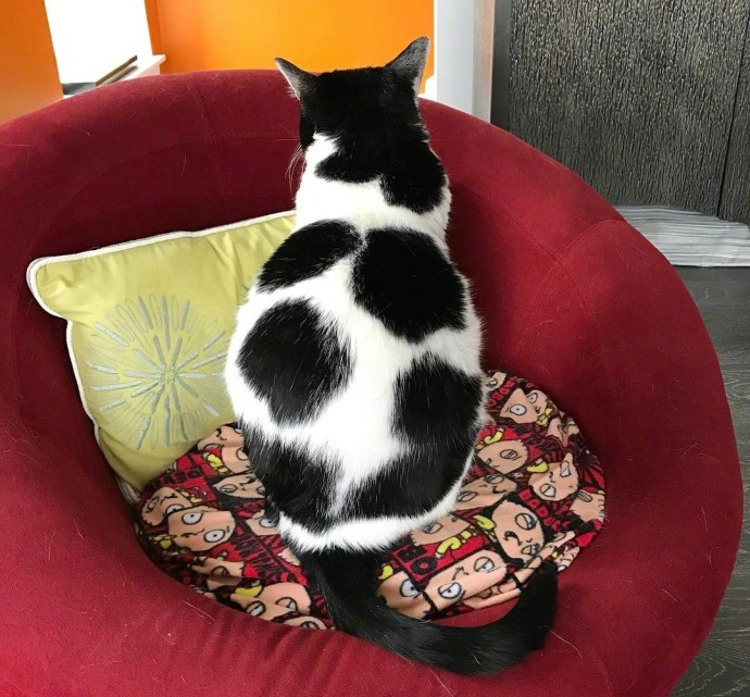 猫咪的花纹长得太奇特,网友吐槽说,这是足球猫