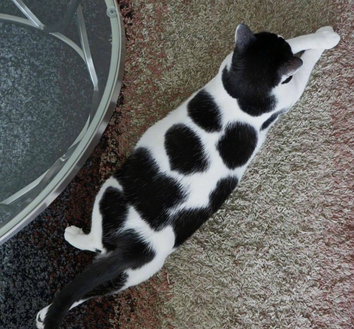 猫咪的花纹长得太奇特,网友吐槽说,这是足球猫