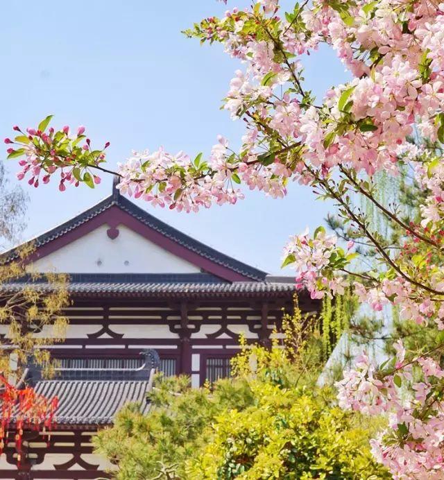 西安绝美春光大片上线,一日看尽长安花!