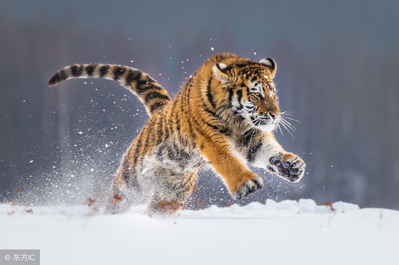 虎生三子必有一彪你知道是什么意思吗
