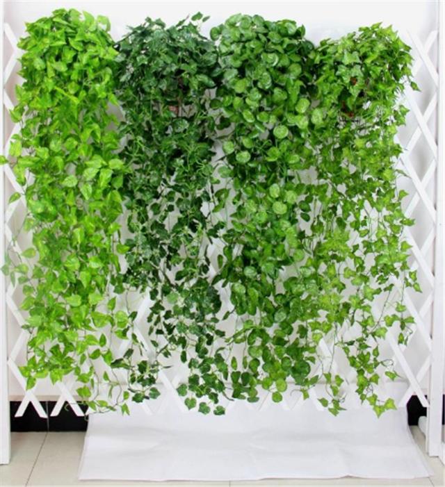 绿萝墙是怎么回事他们这样养绿萝爬满墙