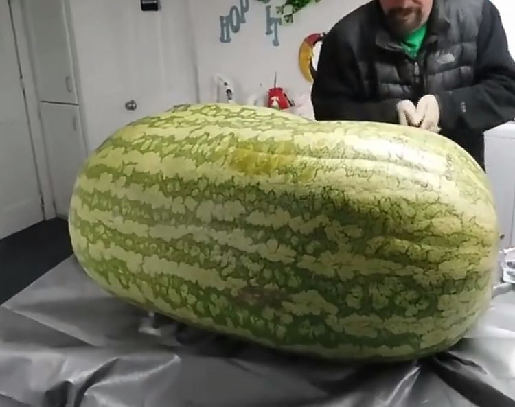 男子野外摘到一只200斤大西瓜,切开以后傻眼了
