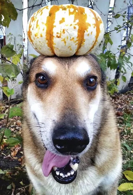 这狗头厉害了,还有什么是你顶不了的!