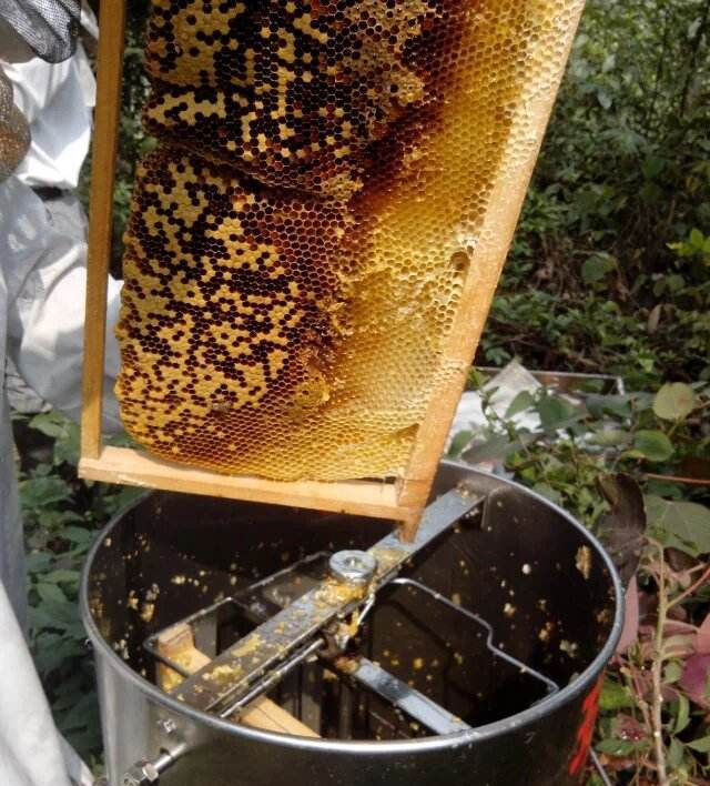 蜜蜂养殖摇蜜看似简单却有许多学问,这几点技巧你都掌握了吗