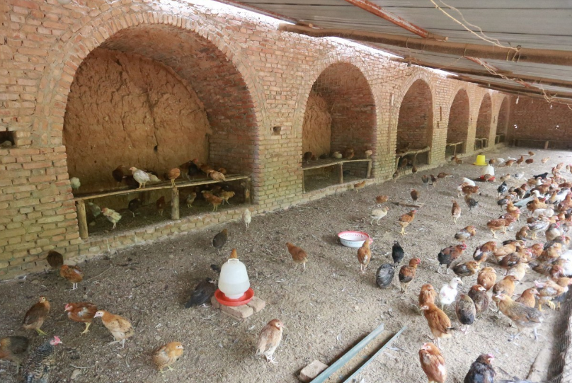 雇50只大鹅看场子,产"五彩鸡蛋"成抢手货|散养鸡|养殖|窑洞_新浪网