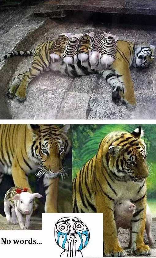 奇奇怪怪的动物照片