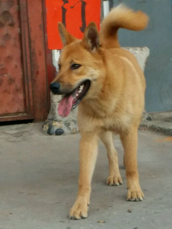 7个月的大黄狗身边多了一个"小弟",总是跟着它