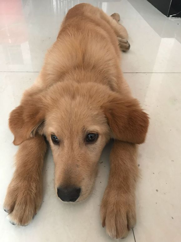 这只金毛4个月了光吃不长肉瘦得皮包骨头了