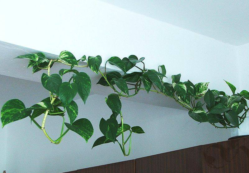 夏天绿萝就该这样养护,叶子绿油油,几个月就可以爬墙