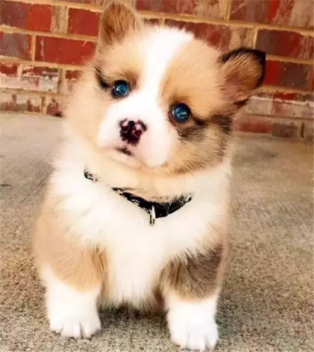 谁家狗还不是从小可爱长起来的