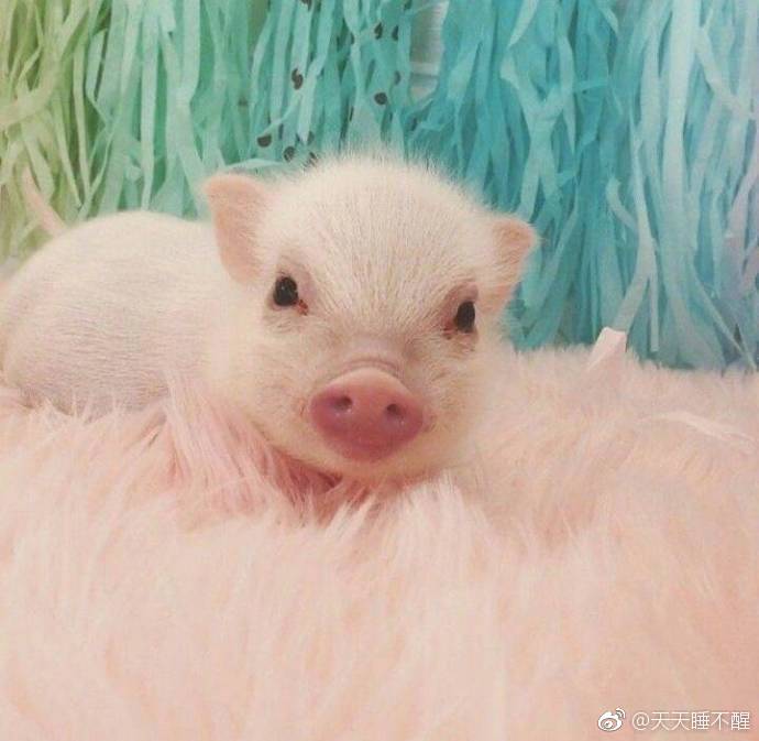 搞笑贴|双眼皮|艾特|朋友_新浪新闻