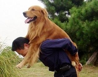 一个人与一条狗之间的——你若不离,生死相依