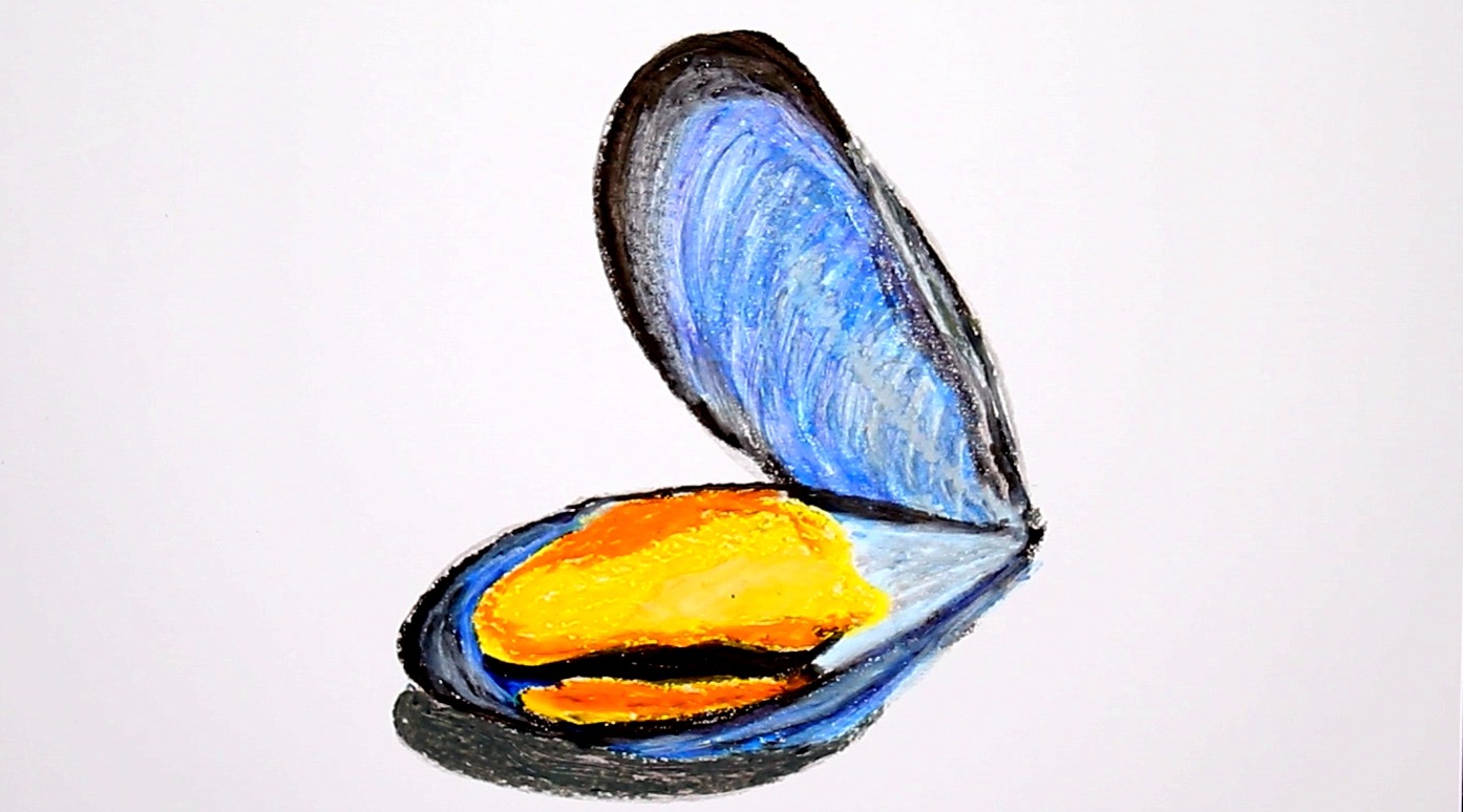 教你用儿童油画棒画鲜美的青口贝,不是简笔画,高鳍红剑作品