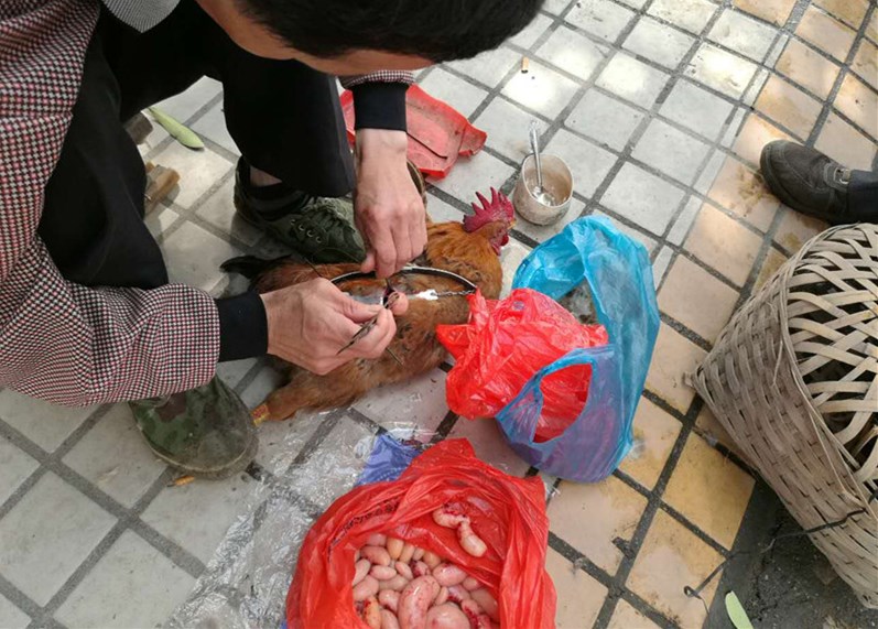 "无本万利"的技术活,日赚几百元,将面临失传|大集|技术活|阉鸡_新浪网