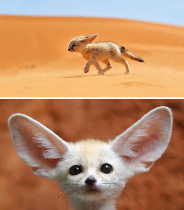 为了娃聪明,绝对不能傻!宝宝遗传四大定律,孕前就得看