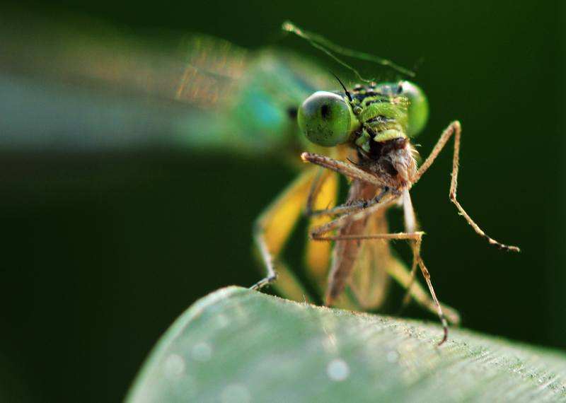 那个时候有各种蚊子的天敌,还存在于世,比如说蜻蜓