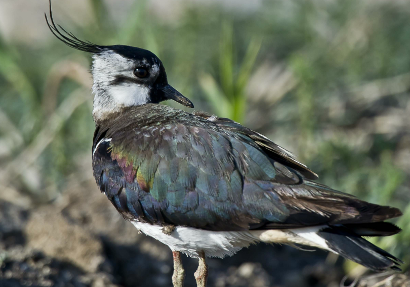 凤头麦鸡,头顶有着细长黑色冠羽的动物