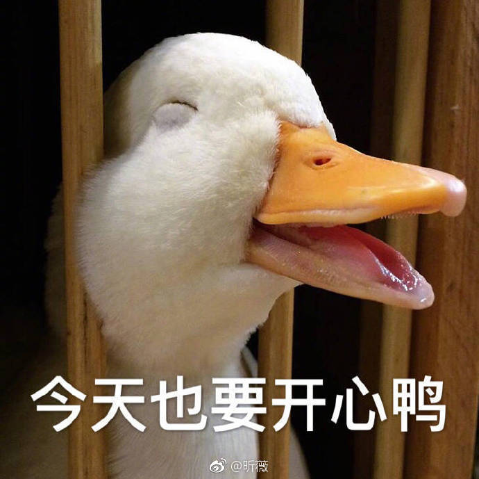 最近的新晋萌宠~ 67早安鸭