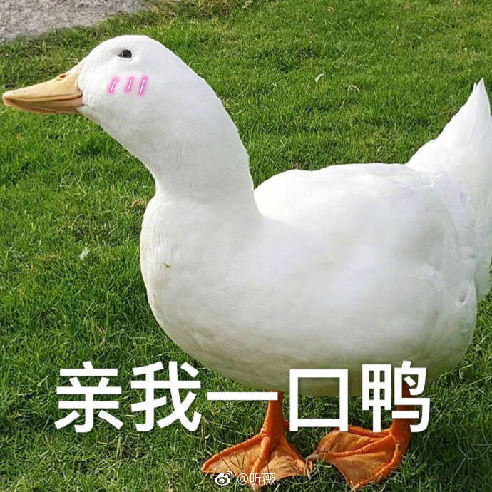 最近的新晋萌宠67早安鸭