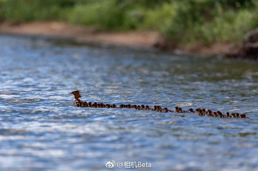 摄影师拍下的1只鸭妈妈带着76只鸭宝宝过河